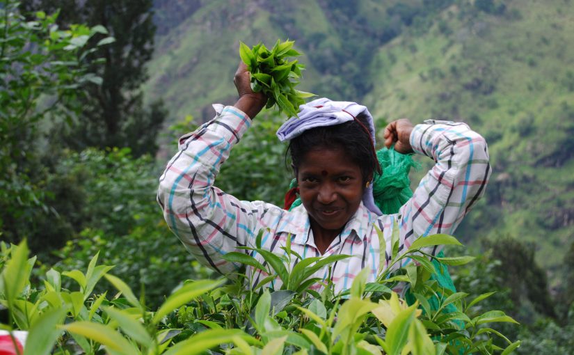 Sri Lanka: Auf den Spuren des Ceylon-Tees