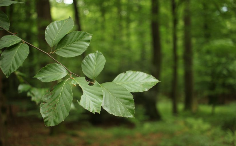 Der Kameracheck: Canon 100D mit 24mm Festbrennweite